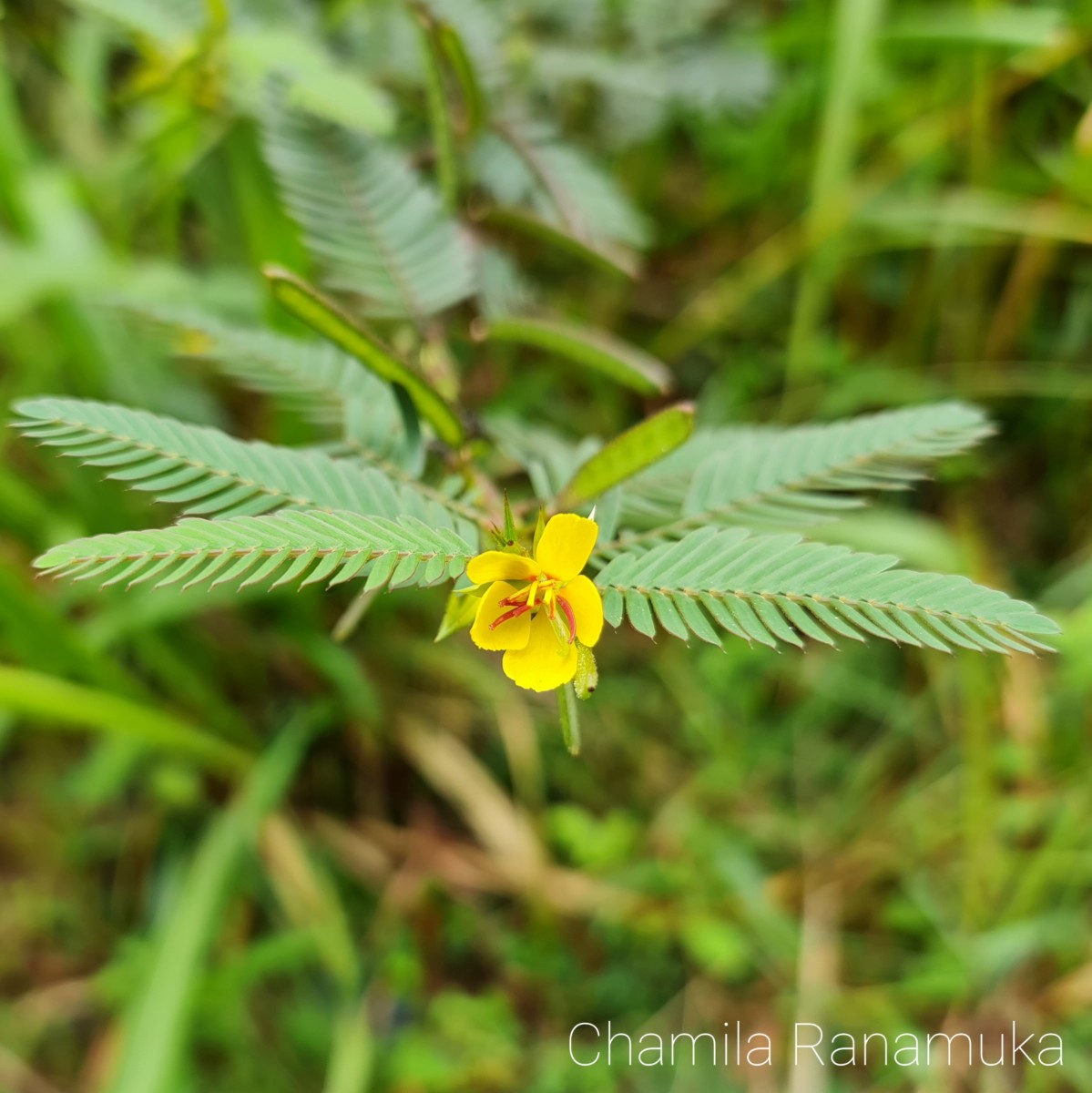 Chamaecrista nictitans (L.) Moench